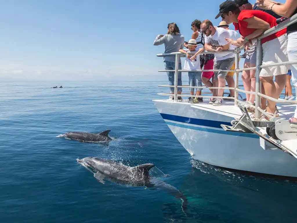 Dolphin House thumbnail 2