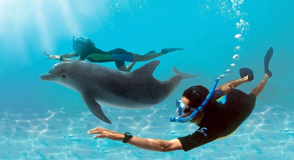 Dolphin House thumbnail 5