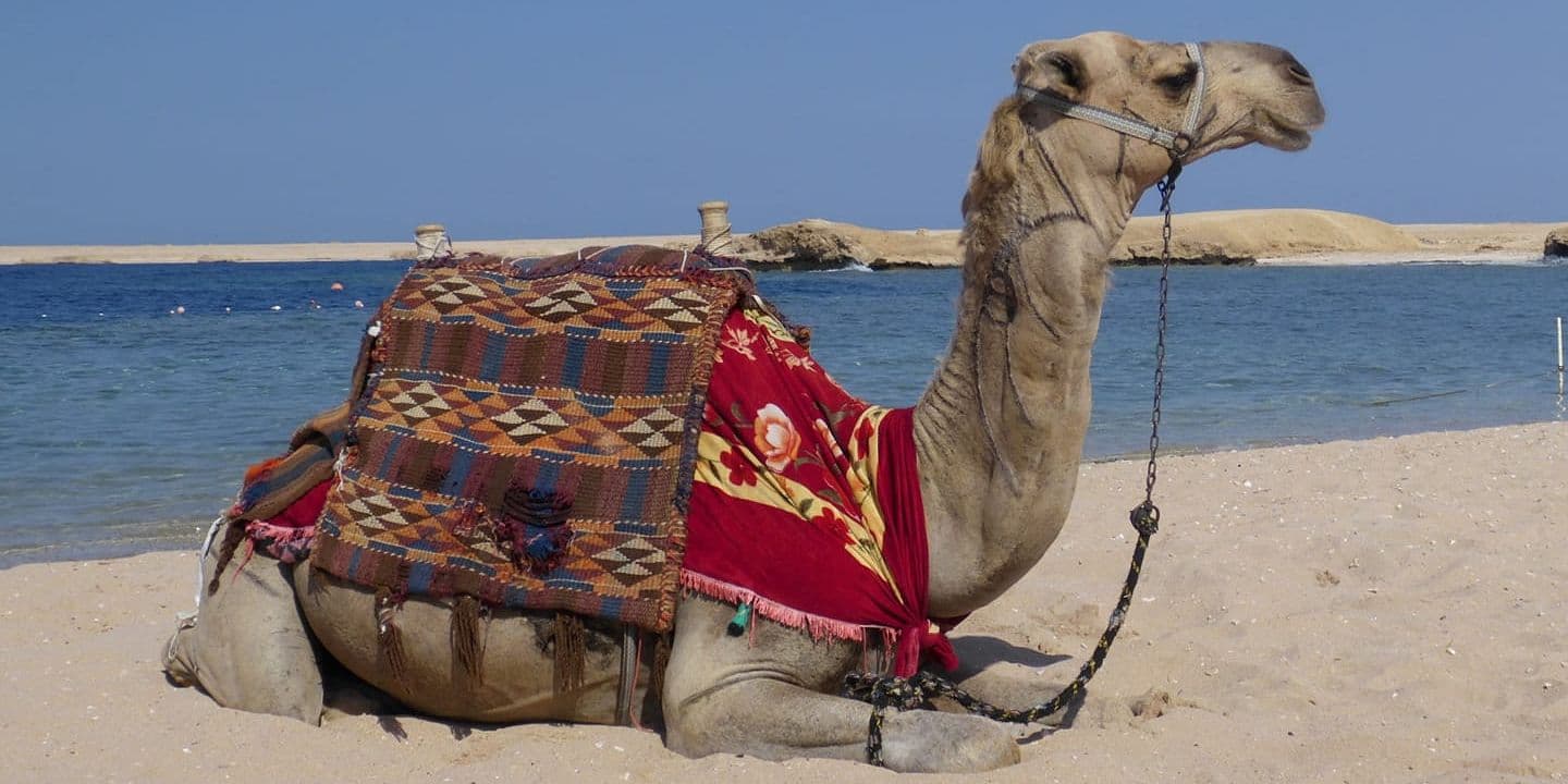 Camel riding trip thumbnail 2