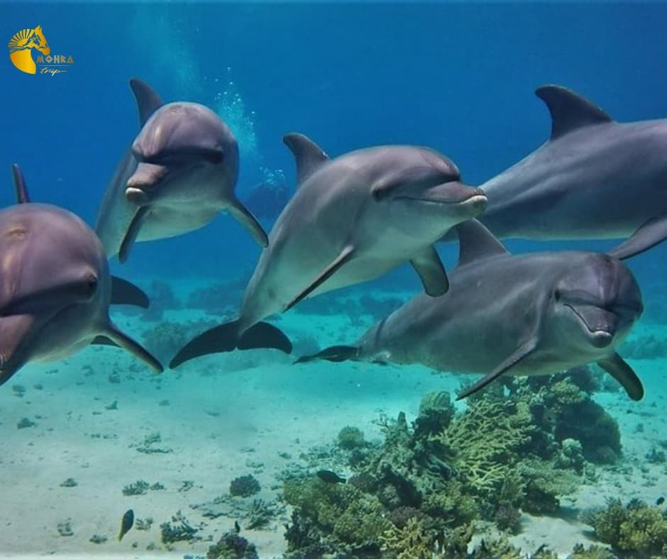 Dolphin House
